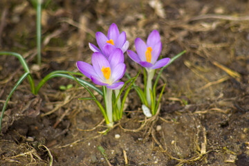 Obraz premium crocus - one of the first spring flowers