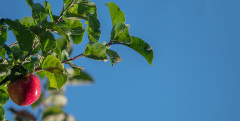 An apple tree branch with a ripe red apple against the blue sky.