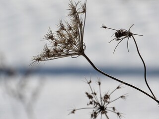 Queen Anne’s Lace in Winter 