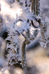 Korkenzieherweide mit Eiskristallen