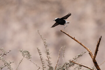 Witkruintapuit, White-crowned Wheatear, Oenanthe leucopyga
