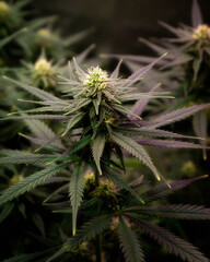 cannabis bush with flowering buds with soft focus