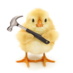 Cute chick with hammer funny conceptual photo - obrazy, fototapety, plakaty