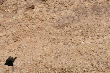 Witkruintapuit, White-crowned Wheatear, Oenanthe leucopyga