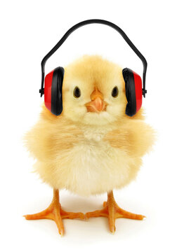 Cute chick with headphones conceptual photo