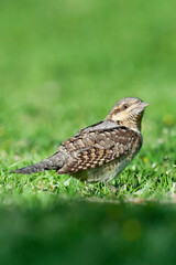 Draaihals, Eurasian Wryneck, Jynx torquilla
