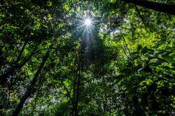 Obraz premium sun rays through the forest