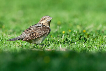 Draaihals, Eurasian Wryneck, Jynx torquilla