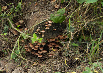 Forest ecosystem. Fungi. Closeup view of a mushroom colony growing on a rotting tree trunk in the woods.