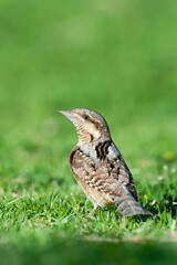 Draaihals, Eurasian Wryneck, Jynx torquilla