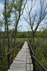 Fototapeta na wymiar Hiking the wetland. View of the wooden path across the green reeds and marsh in the tropical forest.