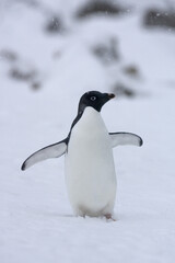 Obraz premium Adelie Penguin, Adelie Pinguin, Pygoscelis adeliae