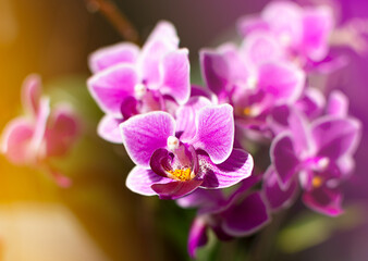 close-up bright pink and purple orchid. natural background with bright rays of the sun