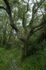 Fototapeta premium The wetlands. Tree growing in the forest. Beautiful vegetation green foliage texture. 