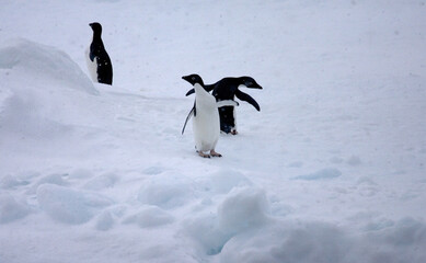 Obraz premium Adelie Penguin, Adelie Pinguin, Pygoscelis adeliae