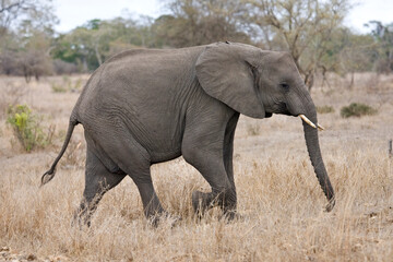 Afrikaanse Olifant, African Elephant, Loxodonta africana