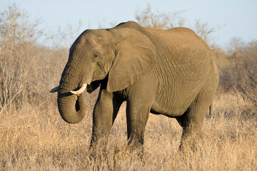 Obraz premium Afrikaanse Olifant, African Elephant, Loxodonta africana