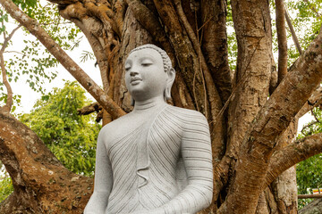 Fototapeta Kamienny posąg statua Buddy na tle drzewa w buddyjskiej świątyni. obraz