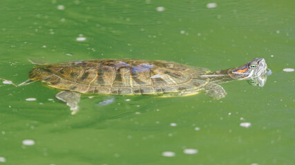 Red-eared slider turtle swimming in a pond with head above water. Alameda County, California, USA.