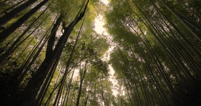 Bamboo forest in Kyoto, Japan, camera tilting uo