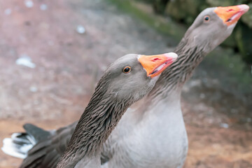 Greylag goose hissing to protect flock