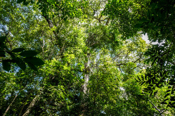 green background