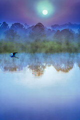 Obraz na płótnie Canvas Blue Heron at sunrise