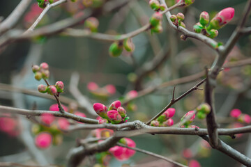 Red quince flowers on a bush in early spring