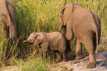 Naklejka na ściany i meble Afrikaanse Olifant, African Elephant, Loxodonta africana