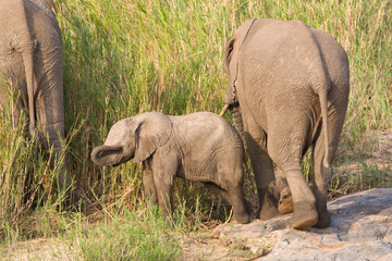 Fototapeta premium Afrikaanse Olifant, African Elephant, Loxodonta africana