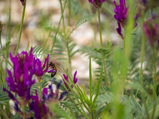 Close-up of a bee on a purple flower, the background of leaves and flowers is blurred.