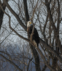 Bald eagle perched in a tree hunting for  survival