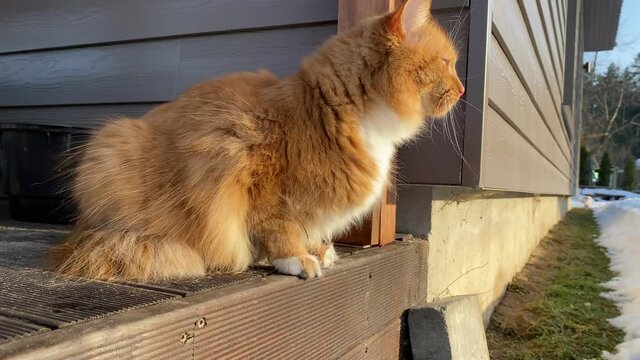 Cute ginger cat on the terrace of the house washes his paws and enjoy the sun and nature. Early spring day and thaw