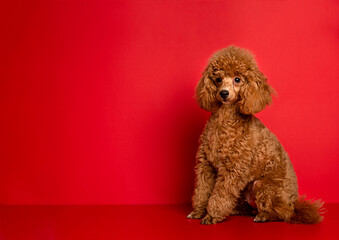 Cute little red poodle on a red background