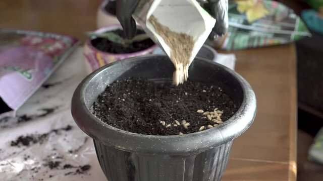 A woman's hand planting wheat seeds in pots with soil and humus