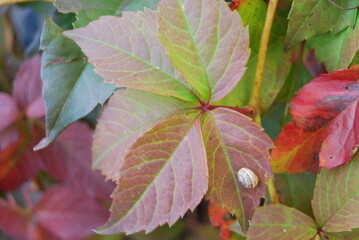 snail and leaf