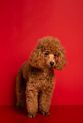 Cute little red poodle on a red background