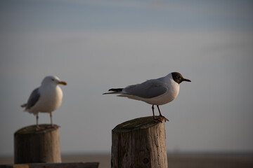 black headed gull