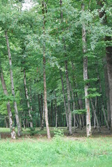 trees in the forest
