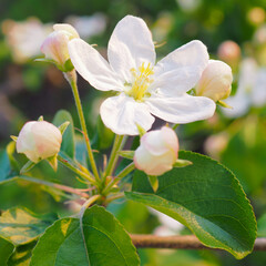 White flower of an apple tree close-up. Petals, pistils, stamens, buds and leaves. Blooming fruit bush in spring. Square gentle illustration about the beginning of summer and warm season. Macro