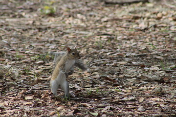 Squirrel Standing On Back Legs