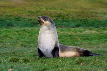 Antarctische Pelsrob, Antarctic Fur Seal, Arctocephalus gazella
