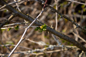 Spring. Green buds on tree branches.