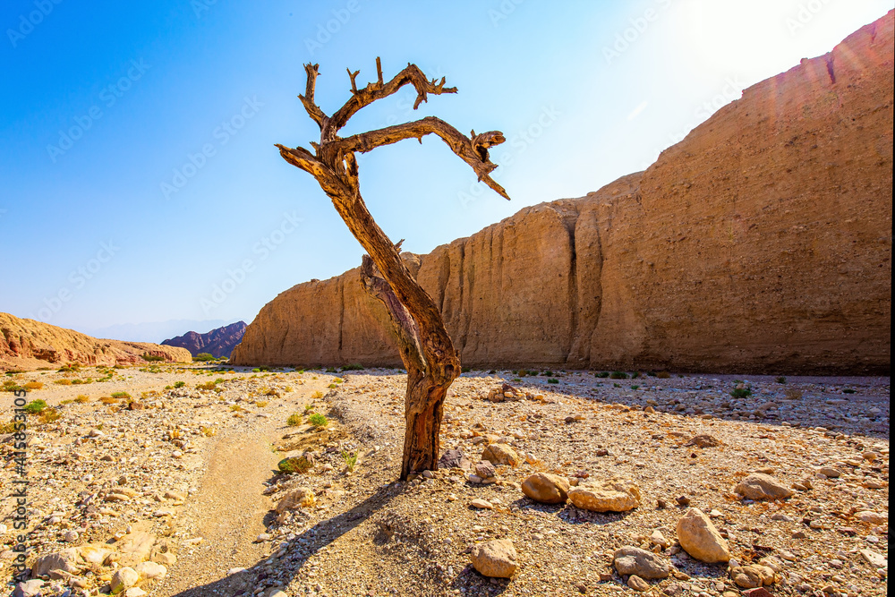 Sticker hot november day. picturesque dry tree