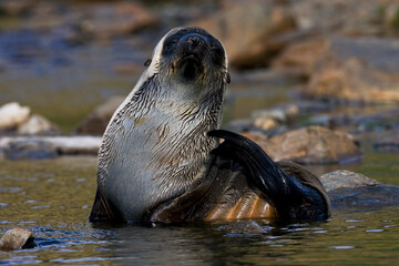 Fototapeta premium Antarctische Pelsrob, Antarctic Fur Seal, Arctocephalus gazella