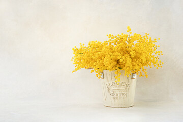 Mimosa flowers bouquet in a vase on light background. Spring concept. Copy space for text