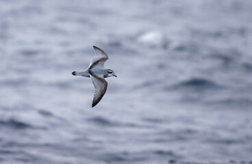 Antarctic Prion, Antarctische Prion, Pachyptila desolata