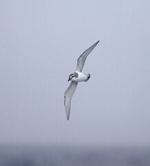 Antarctic Prion, Antarctische Prion, Pachyptila desolata
