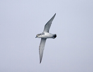 Antarctic Prion, Antarctische Prion, Pachyptila desolata
