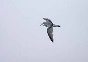 Antarctic Prion, Antarctische Prion, Pachyptila desolata